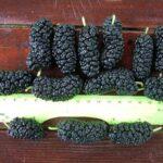 Лучиці саджанці 14