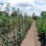 Лучиці саджанці 15