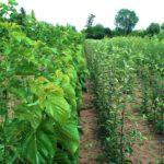 Лучиці саджанці 5