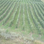 Городище сад 1