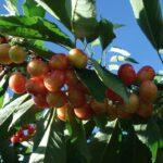 Лучиці саджанці 1