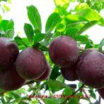 Лучиці саджанці 7