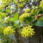 Лучиці саджанці 9