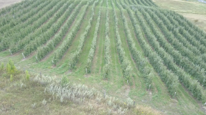 Городище сад 1