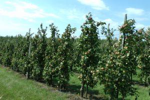 Городище сад 2