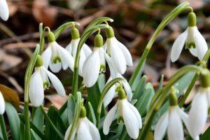 Первоцвіти
