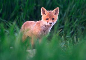 Імунізація диких тварин