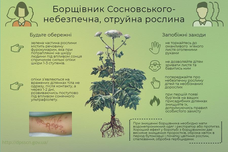 Борщівник заходи 2