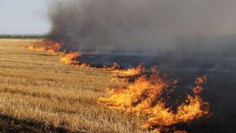 Спалювання рослинності