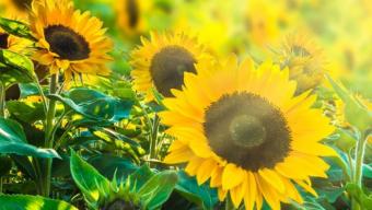 Дайджест подій Боратинської громади. ЛИПЕНЬ