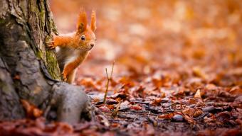 Дайджест подій Боратинської громади. ЛИСТОПАД