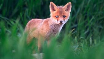 Стартує кампанія з імунізації диких тварин проти сказу