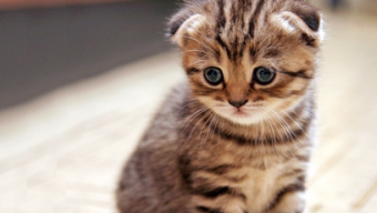 Ми відповідаємо за тих, кого приручили