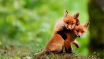 Розпочалася весняна кампанія з імунізації диких тварин проти сказу