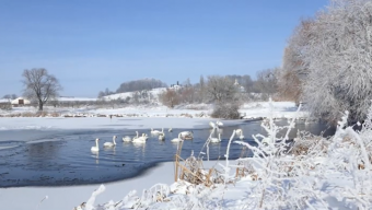 Неймовірна краса: у Баєві на водоймі оселилися лебеді (ВІДЕО)