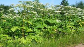 Обережно, борщівник! Мешканців громади закликають знищувати небезпечну рослину