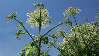 Мешканців громади застерігають від отруйної рослини