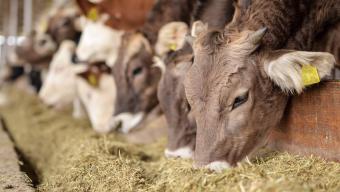 Цукровий завод