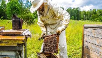 Дотація бджоли