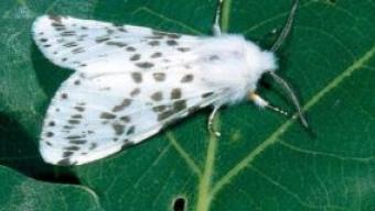 У чотирьох селах громади запровадили карантин через небезпечного шкідника