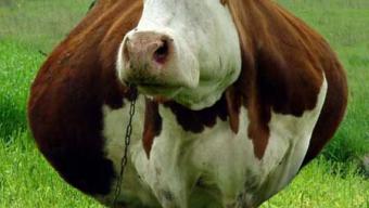 Безкоштовний жом у необмеженій кількості