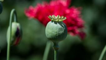 Поліція попереджає: мак і коноплі поза законом