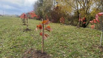 Дубова алея