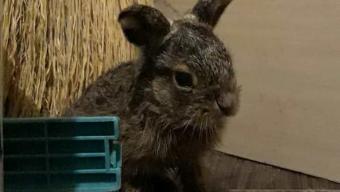 Паління сухостою: «бо є Люди, а є людиська»