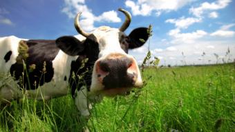 Щеплення ВРХ