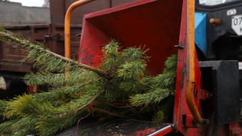 Жителі громади можуть утилізувати ялинки з користю для екології