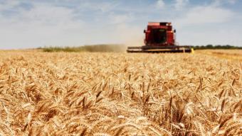 Жнивна кампанія