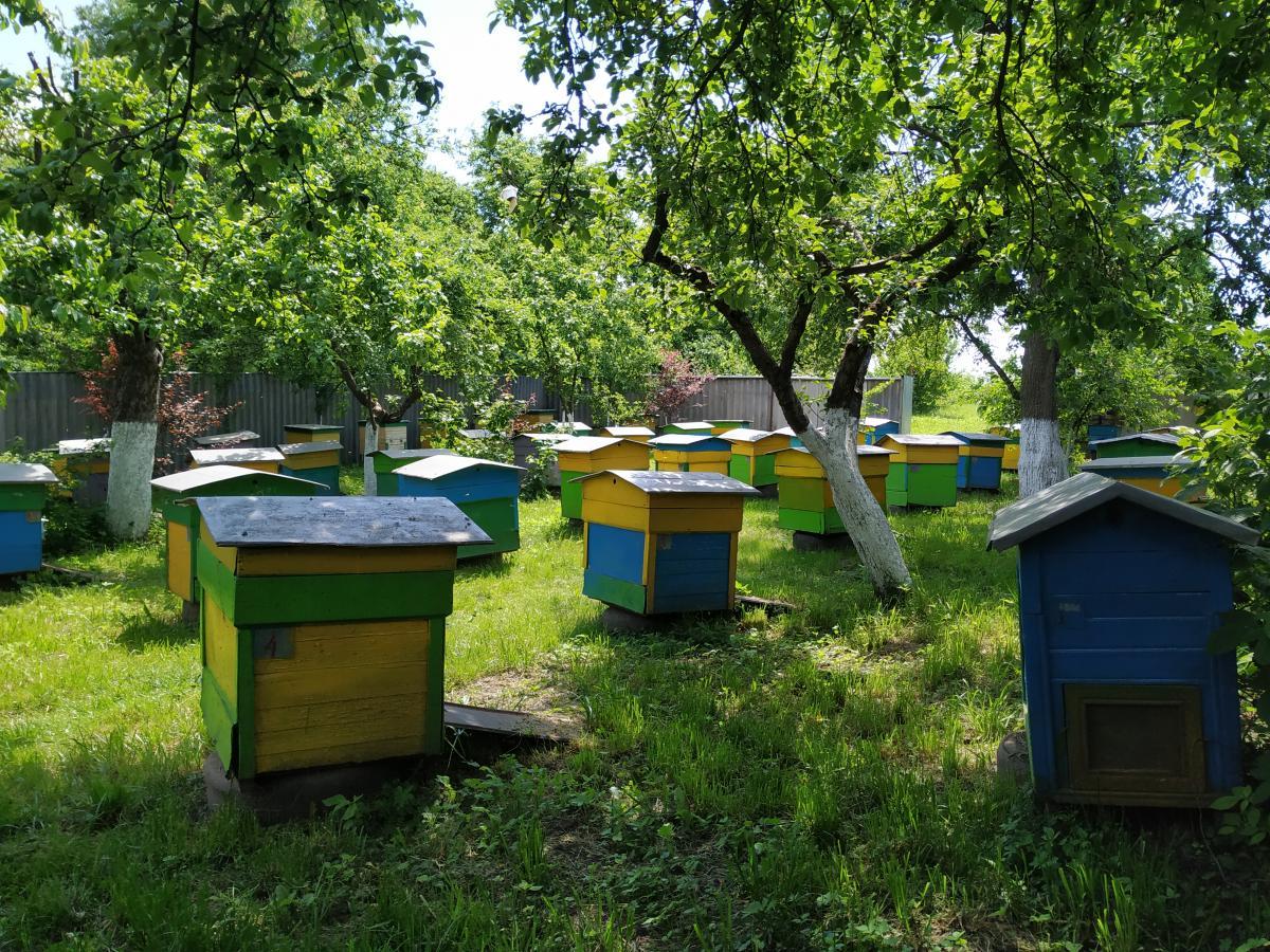 Антон та Марія Шотіки 2