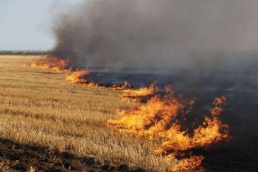 Спалювання рослинності